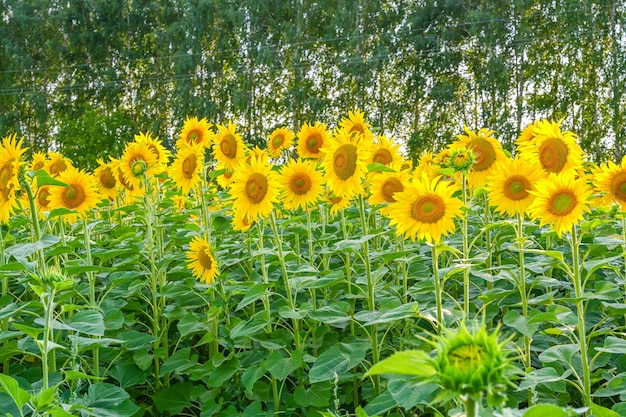 Beautiful sunflower in sunflowers field on summer with blue sky at Europe