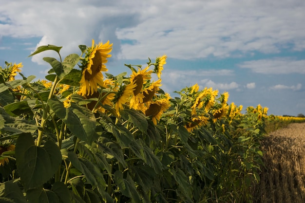 Beautiful sunflower on a sunny day with a natural background Selective focus High quality photo