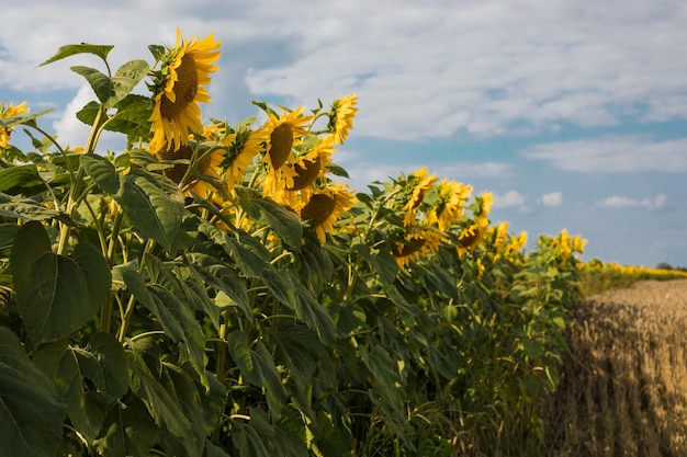 Beautiful sunflower on a sunny day with a natural background Selective focus High quality photo