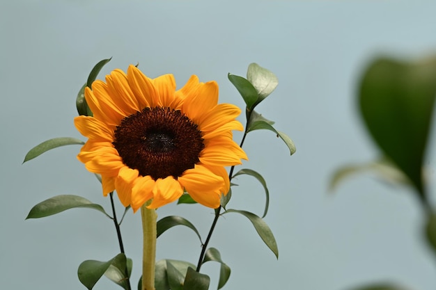 Beautiful sunflower with green leaves on light blue background Natural background