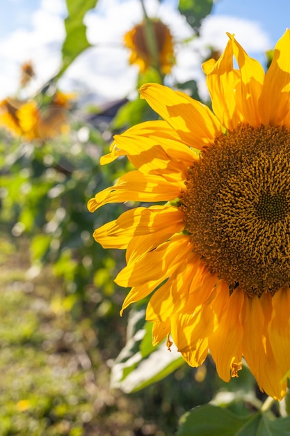 A beautiful sunflower with long yellow petals in the field. Calm tranquil moment in countryside.