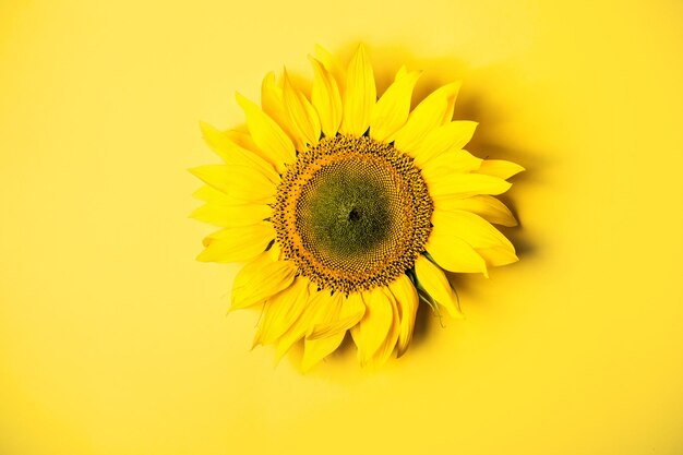 Beautiful sunflower on yellow background Yellow flower in center