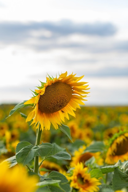 Beautiful sunflowers on background of sky. Sunflower field landscape, bright yellow petals, green leaves. Summer bright background, agriculture, harvest concept. Sunflower seeds, vegetable oil