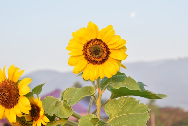 Beautiful sunflowers blooming in field nature background