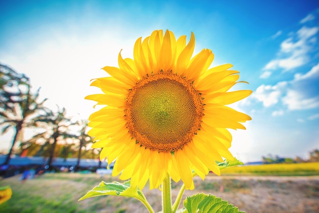 Beautiful sunflowers, Blooming, spring