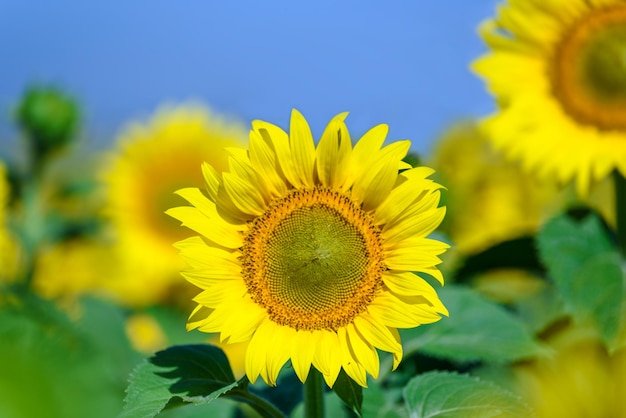 Beautiful sunflowers blooming in the sun on the blue sky background