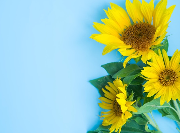 Beautiful sunflowers on a blue background view from above background with copy space