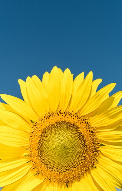 A beautiful sunflowers in the blue sky