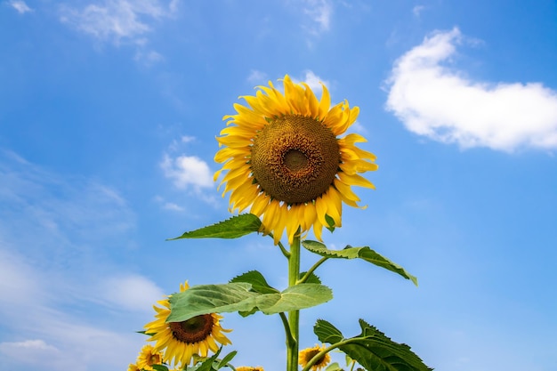 Beautiful sunflowers in the field natural background, Sunflower blooming,flowers on colorful background