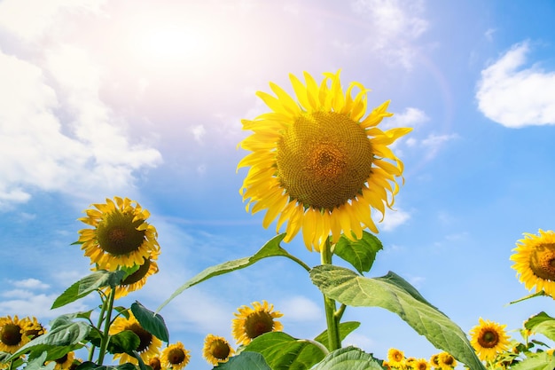 Beautiful sunflowers in the field natural background, Sunflower blooming,flowers on colorful background