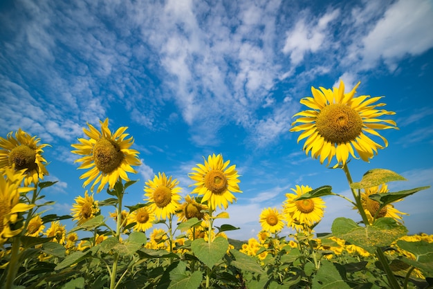 Beautiful sunflowers in the field with  blue sky