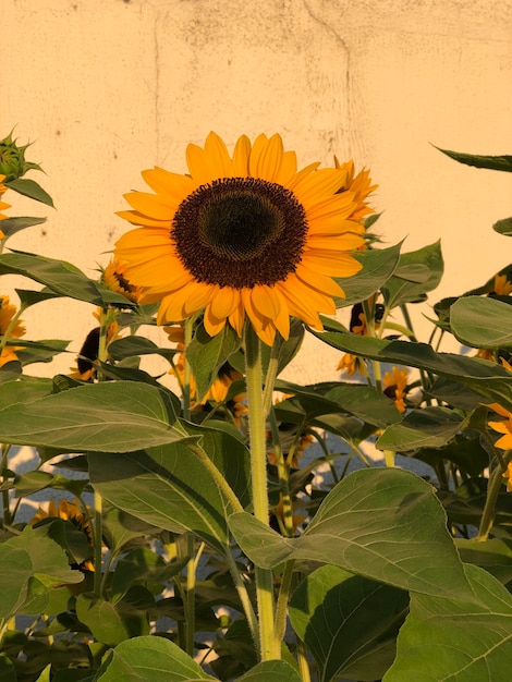 Beautiful Sunflowers on the light background