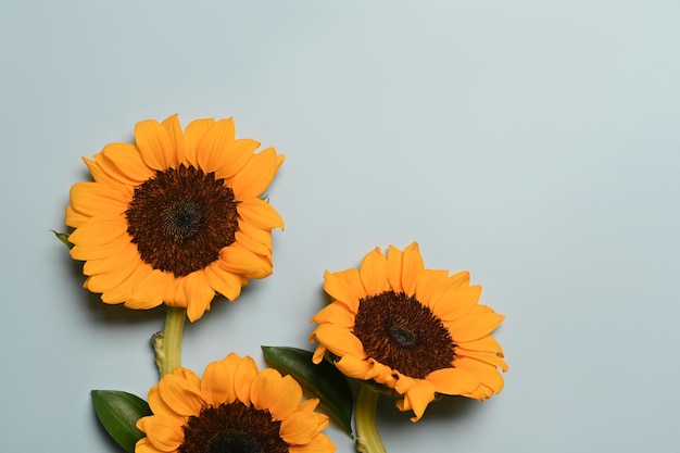 Beautiful sunflowers on light blue background Floral background autumn or summer concept