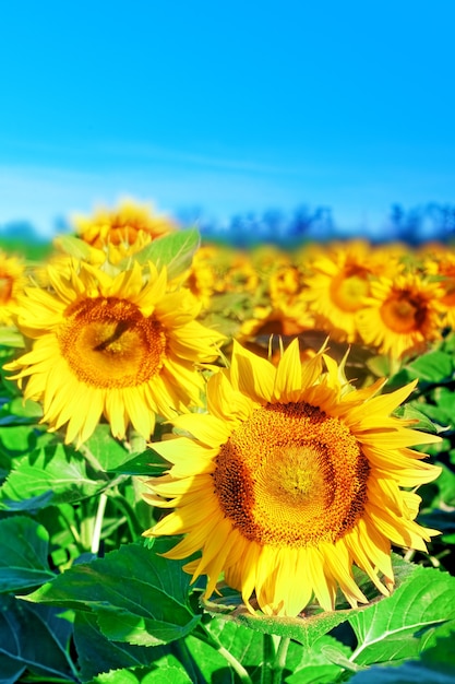 Beautiful sunflowers in the summer field.