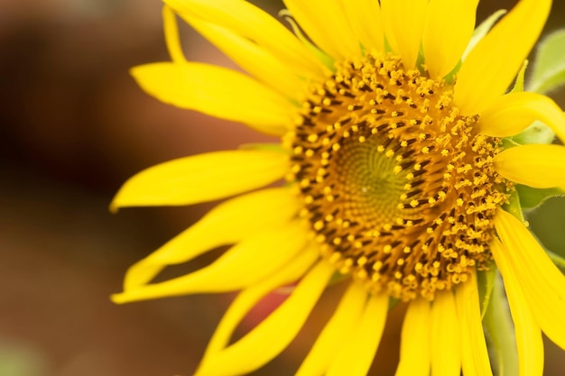 Beautiful sunflowers with sunlight in tha garden