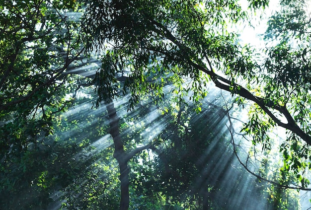 Beautiful sunlight rays shining through the trees