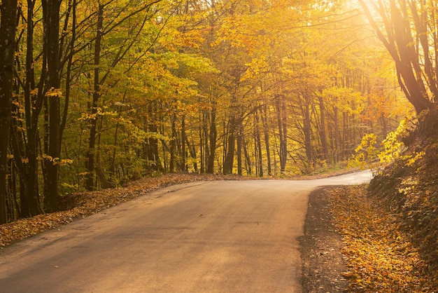 Beautiful sunny autumn landscape with fallen dry red leaves, road through the forest and yellow trees