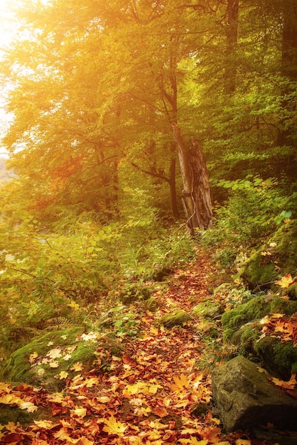 Beautiful sunny autumn landscape with fallen dry red maple leaves, path through the forest and green trees