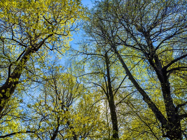 Beautiful sunny forest scene with tall trees and vibrant green foliage under a clear blue sky