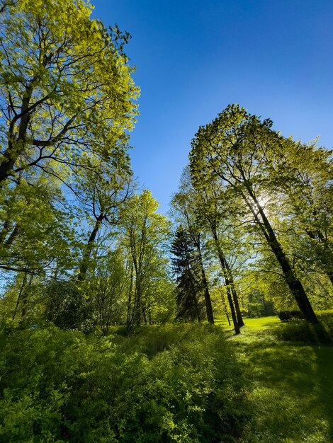 Beautiful sunny forest scene with tall trees and vibrant green foliage under a clear blue sky