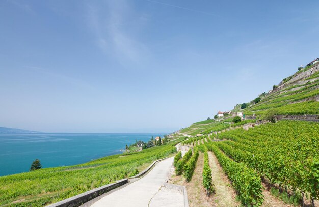 Beautiful sunny landscape with vineyards near lake