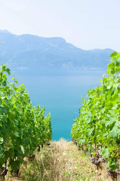 Beautiful sunny landscape with vineyards near lake