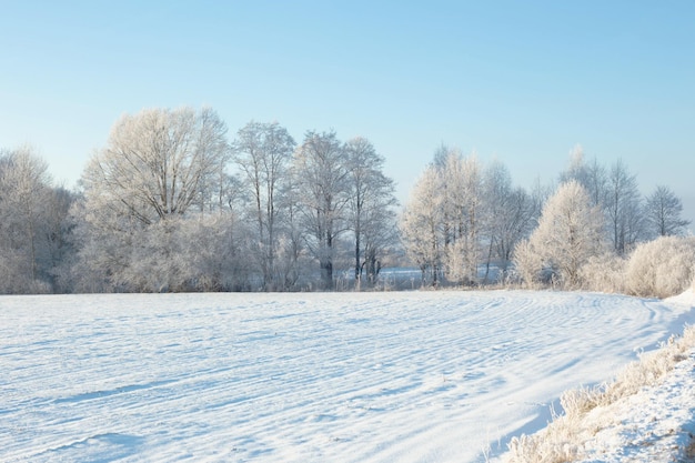 Beautiful sunny winter landscape with hoarfrost