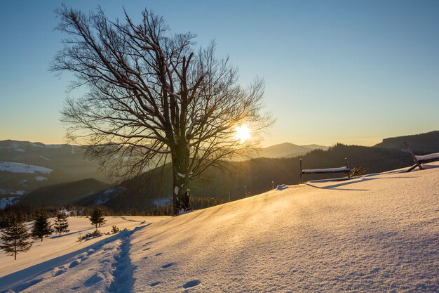 Beautiful sunny winter landscape