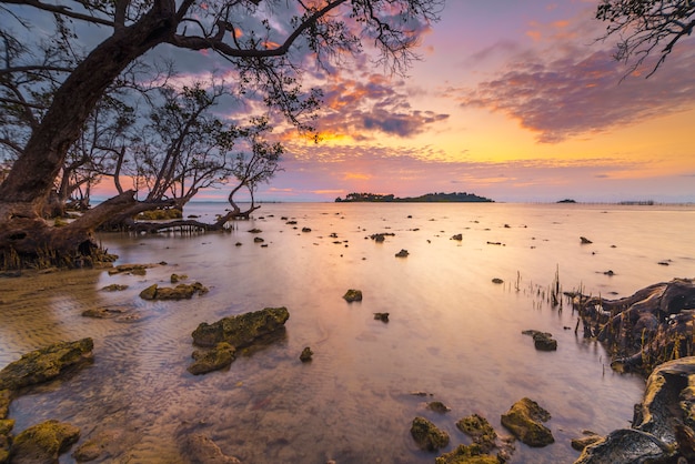 beautiful sunrise atmosphere on the beach with mangrove trees along the coast