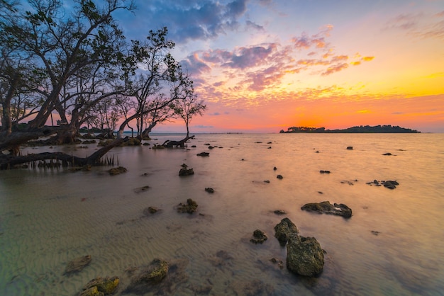 beautiful sunrise atmosphere on the beach with mangrove trees along the coast