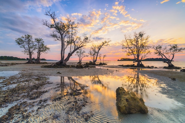 beautiful sunrise atmosphere on the beach with mangrove trees along the coast