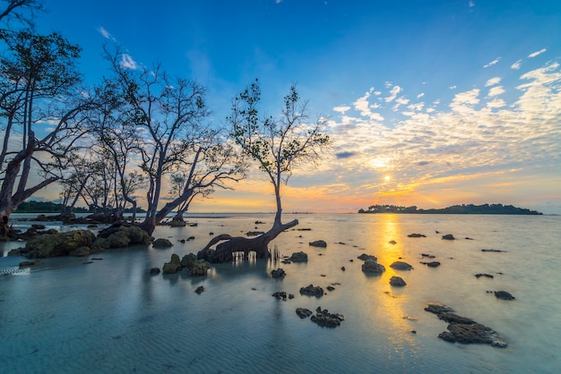 beautiful sunrise atmosphere on the beach with mangrove trees along the coast