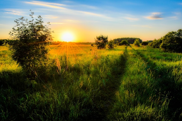 Beautiful sunrise in the field