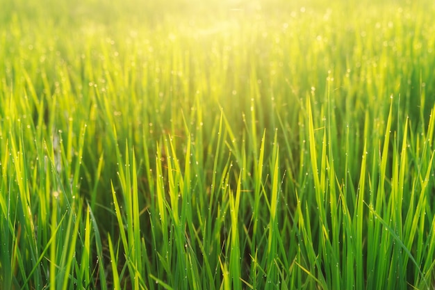 Beautiful sunrise in rice field