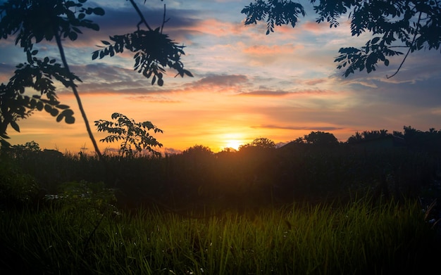 Beautiful sunset background with trees in silhouette