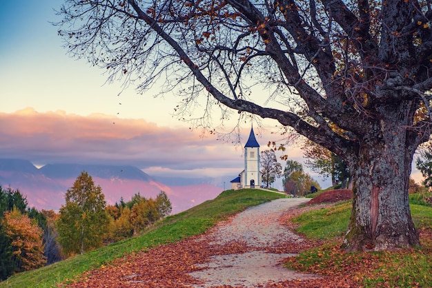 Beautiful sunset landscape of church Jamnik in Slovenia on green hill with the trees and pink sky