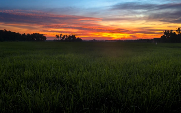 Beautiful sunset over rice field with view of colorful sky in the background