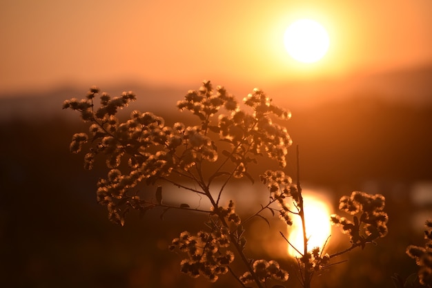 Beautiful sunset at the river's edge