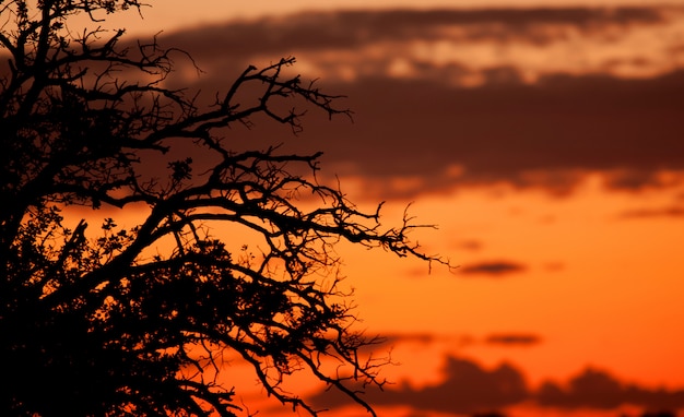 Beautiful sunset with orange colors