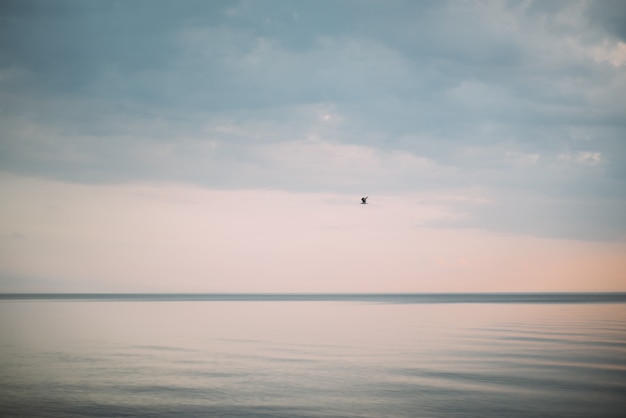 Beautiful sunset with seagull on the sea