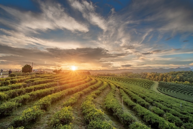 Beautiful sunsets at Chui Fong Tea Plantation  Chiang Rai Thailand.