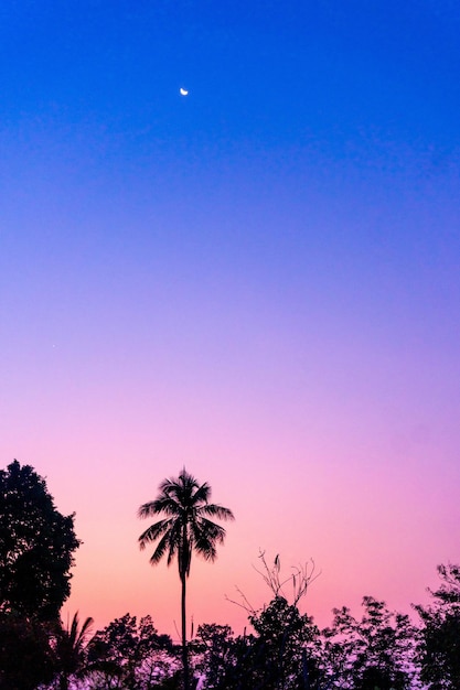 Photo beautiful sunsket sky with shades from blue to pink with palm trees and the moon appearing in don det 4000 islands laos