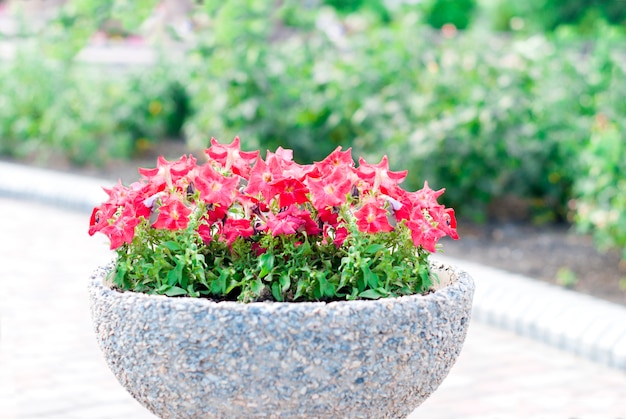 Beautiful Surfina petunias in flower beds on a street