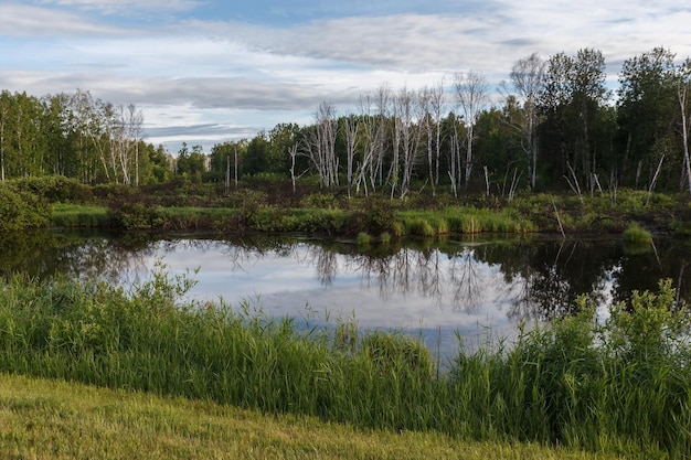 Beautiful swamp landscape