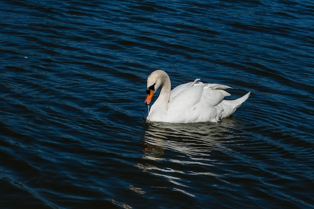 Beautiful swan floats on the lake