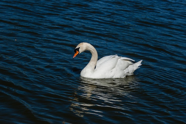 Beautiful swan floats on the lake