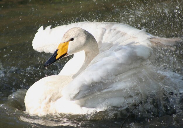 beautiful swan