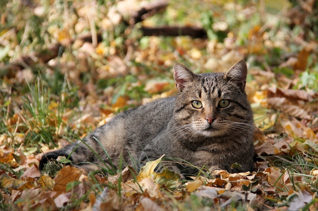 Beautiful tabby cat lies on colorful lawn strewn with autumn leaves