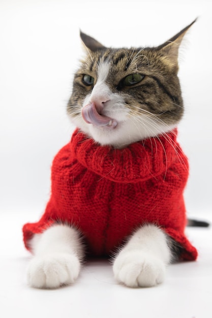 Beautiful tabby cute cat isolated on white background