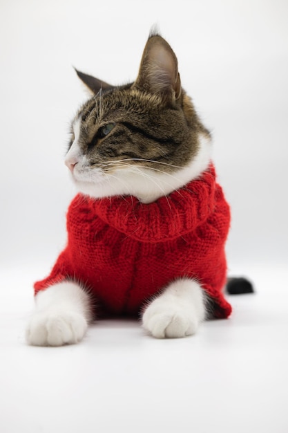 Beautiful tabby cute cat isolated on white background